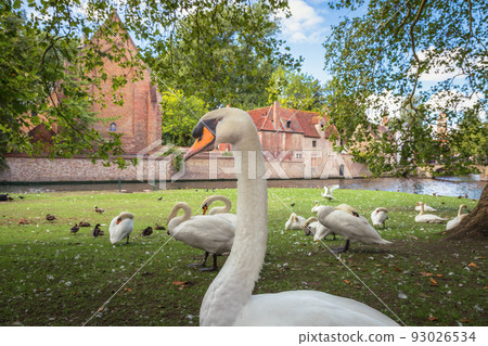 Swans resting near Beguinage and idyllic canal, Bruges, Belgium 93026534