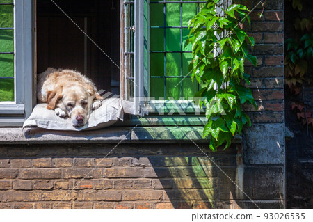Dog resting at open window in Bruges at sunny day, Belgium 93026535