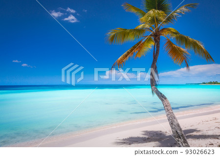 Palm tree and turquoise caribbean beach, Punta Cana Tropical paradise Palm tree and turquoise caribbean beach, Punta Cana Tropical paradise 93026623