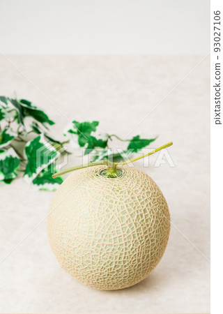 Sweet and delicious muskmelons Beautifully meshed melons are used as gifts 93027106