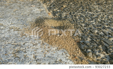 The entrance to the ant nest in the precincts of the shrine The entrance to the ant nest in the precincts of the shrine 93027233