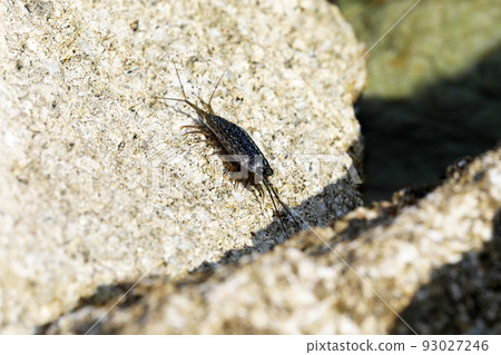 利賈異國情調 利賈異國情調 93027246