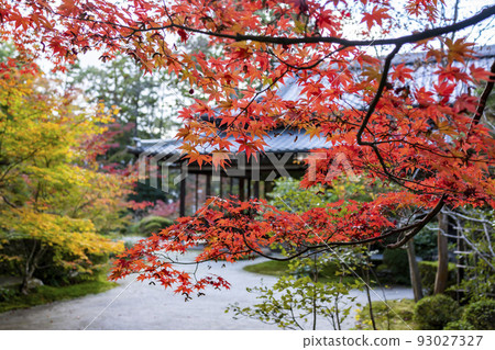 Autumn leaves of Nenzenji Tensenan Autumn leaves of Nenzenji Tensenan 93027327