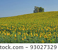 Sunflower blooming hill 93027329