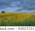 Evening view of sunflowers 93027331