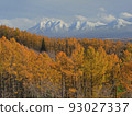 Shining larch trees and the Tokachidake mountain range 93027337