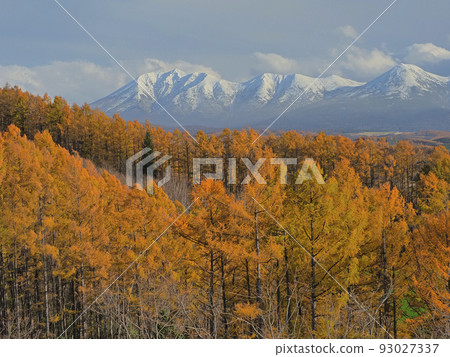 Shining larch trees and the Tokachidake mountain range Shining larch trees and the Tokachidake mountain range 93027337