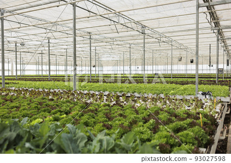 Nobody in hydroponic organic farm with organic bio fresh lettuce being cultivated for delivery to local restaurants and vegetable market. Empty greenhouse with fully grown different plants types. 93027598