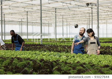 Man and woman cultivating salad in hydroponic enviroment pointing at another row of bio green lettuce and vegetables. Diverse people working in hot greenhouse with different crops. 93027644