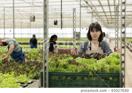 Portrait of smiling woman working in greenhouse pushing rack of crates with locally grown bio food from sustainable sources. Caucasian worker preparing vegetables delivery for local store. 93027680