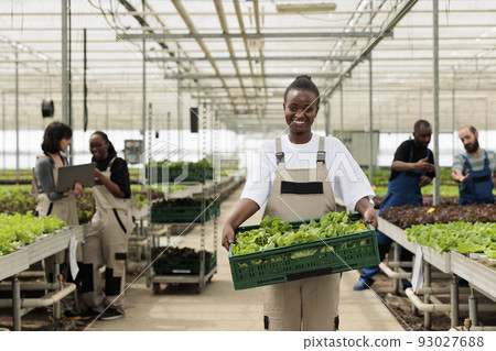 Portrait of african american worker in greenhouse holding crate with green lettuce while agricultural engineers are using laptop. Woman working in organic farm proud of hand picked vegetables batch. 93027688