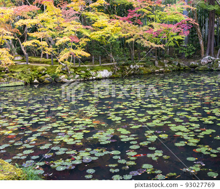 Autumn leaves of Nenzenji Tensenan 93027769