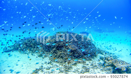 Underwater photograph of Okinawa Akajima 93027874