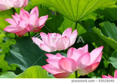 Shimoyatsubayashi, Kawajima-cho, Hiki-gun, Saitama Prefecture Heiseinomori Park Lotus Pond Ancient Hass 93028040