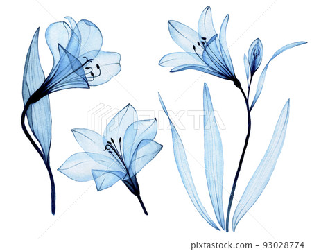 watercolor drawing. set of transparent blue flowers alstroemeria, lily. airy transparent flowers, x-ray. watercolor drawing. set of transparent blue flowers alstroemeria, lily. airy transparent flowers, x-ray. 93028774