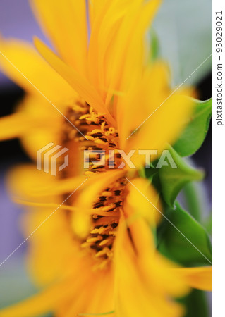 向日葵 0063 向日葵 0063 93029021