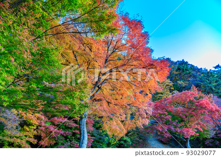 Yamanashi Prefecture in autumn Autumn foliage near Lake Kawaguchi near Momiji Tunnel 93029077
