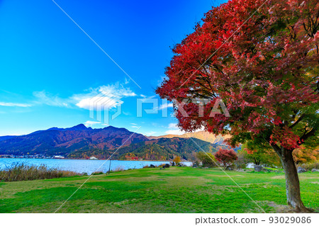 Yamanashi Prefecture Autumn leaves near Lake Kawaguchi Koumi Park 93029086