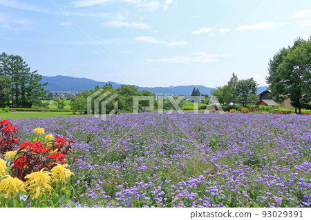Azumino Chihiro Park Ageratum Large Flowerbed 93029391