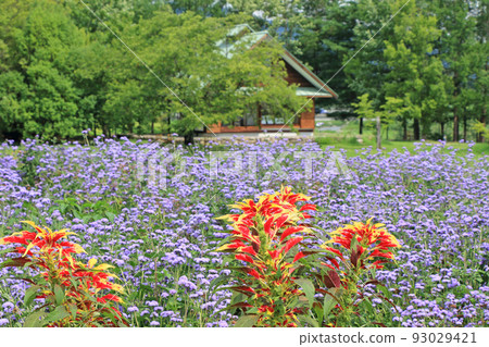 Azumino Chihiro Park Ageratum Large Flowerbed 93029421