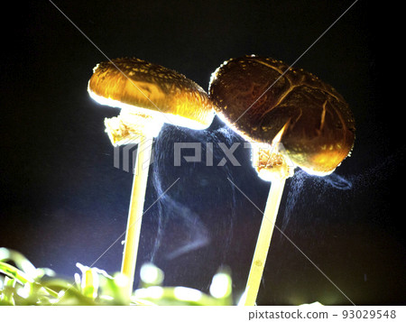 香菇孢子 93029548