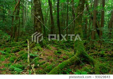 (Yamanashi Prefecture) Aokigahara Jukai Trees (Yamanashi Prefecture) Aokigahara Jukai Trees 93029643