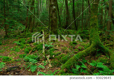 （山梨縣）青木原樹海 93029645