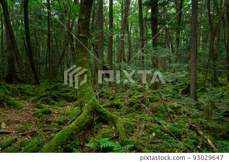 （山梨縣）青木原樹海 93029647