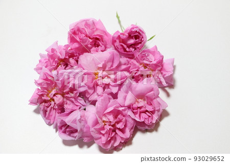 芬芳皇后大馬士革玫瑰 芬芳皇后大馬士革玫瑰 93029652