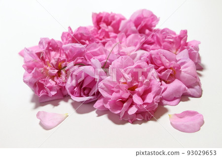 芬芳皇后大馬士革玫瑰 芬芳皇后大馬士革玫瑰 93029653