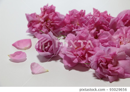 Fragrant Queen Damask Rose 93029656