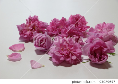 Fragrant Queen Damask Rose 93029657