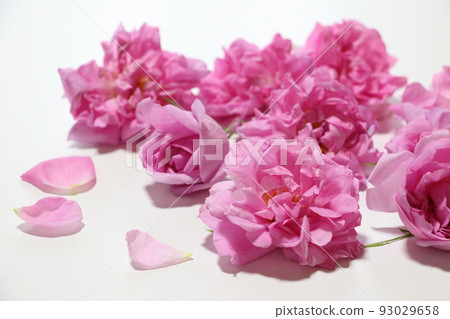 Fragrant Queen Damask Rose Fragrant Queen Damask Rose 93029658