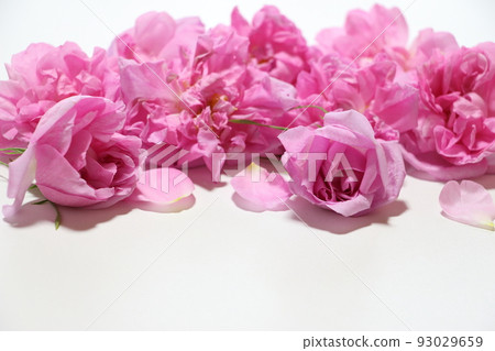 Fragrant Queen Damask Rose Fragrant Queen Damask Rose 93029659