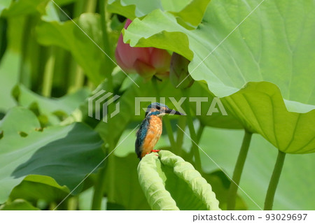 埼玉縣比岐郡川島町下八林平成之森公園 荷塘中的翠鳥和古蓮花芽 93029697