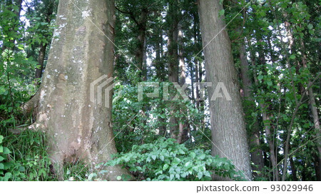 forest trees 93029946