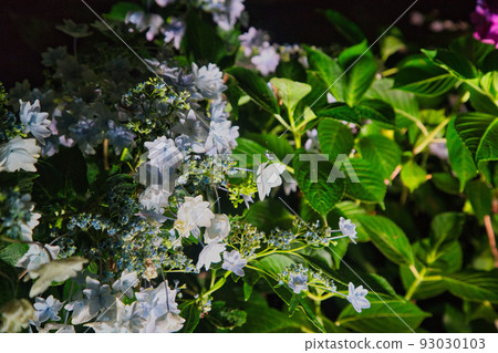 開花在黑暗中的白色繡球花 93030103