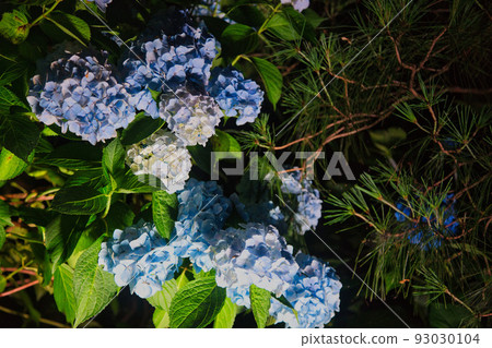Blue hydrangea blooming in the dark night 93030104
