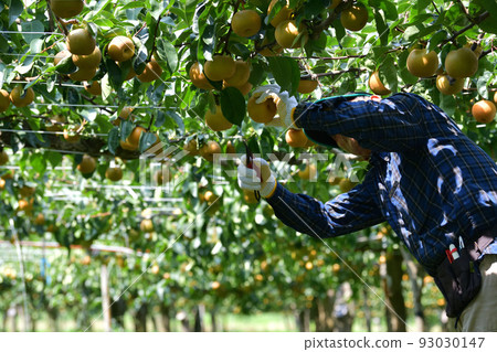 Harvesting pears Pear orchard in August Harvesting pears Pear orchard in August 93030147