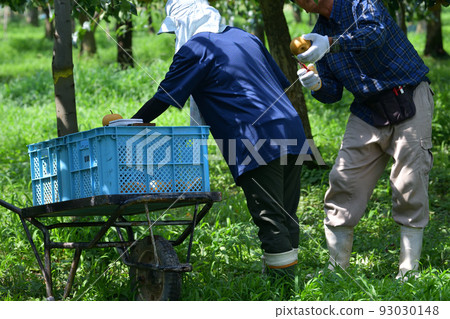 Harvesting pears Pear orchard in August Harvesting pears Pear orchard in August 93030148