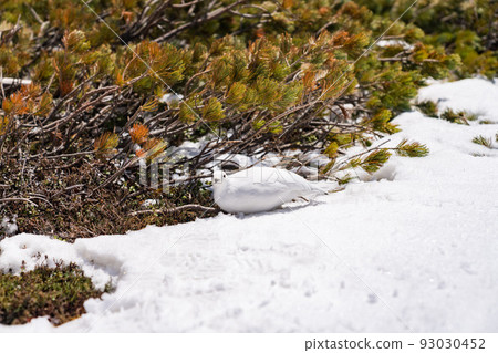 Raicho Tateyama Winter Raicho Tateyama Winter 93030452