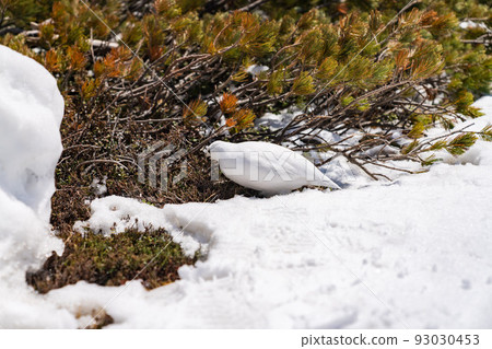 Raicho Tateyama Winter Raicho Tateyama Winter 93030453