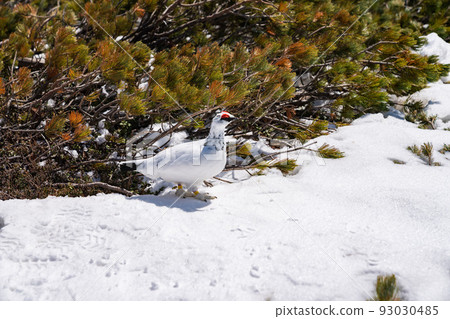 Raicho Tateyama Winter 93030485