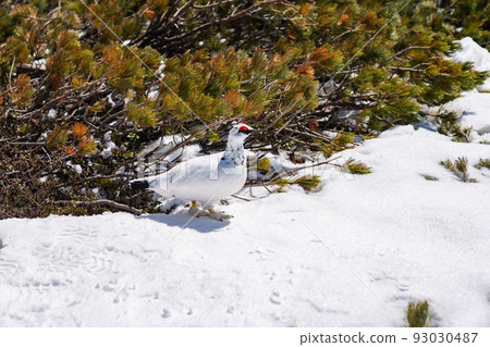 Raicho Tateyama Winter Raicho Tateyama Winter 93030487