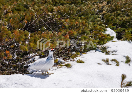 Raicho Tateyama Winter Raicho Tateyama Winter 93030489