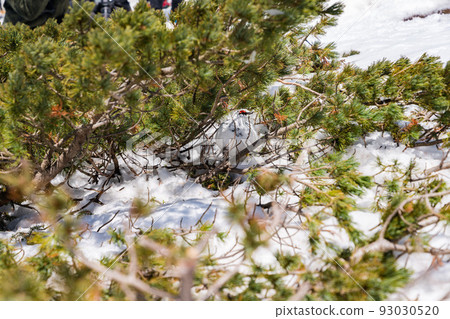 Raicho Tateyama Winter 93030520