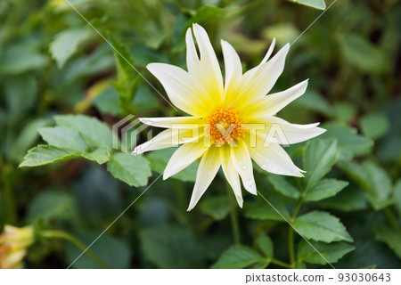 長居植物園風景 93030643