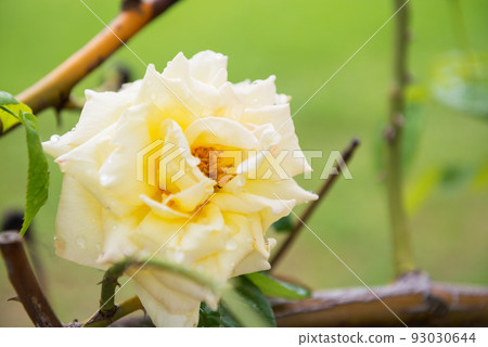 Scenery of Nagai Botanical Garden 93030644