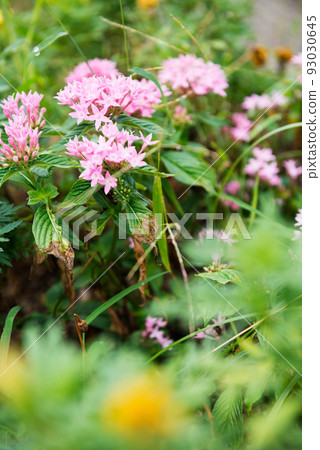 Scenery of Nagai Botanical Garden 93030645