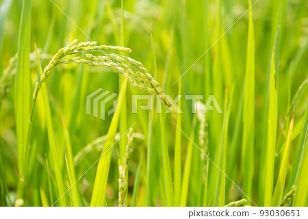 Scenery of Nagai Botanical Garden 93030651